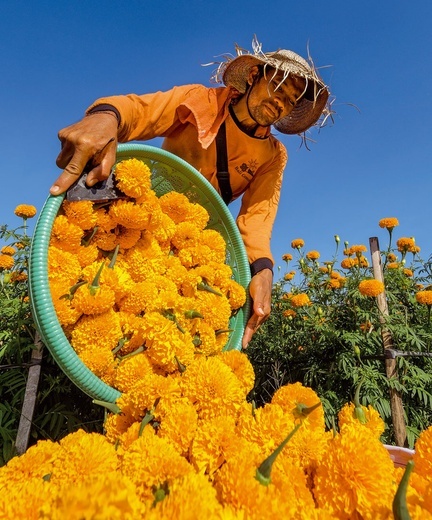 Zbiór kwiatów aksamitki trwa około 4 tygodni w roku. 
Kwiaty wykorzystywane są do tradycyjnej ceremonii canang sari – codziennych ofiar dla hinduistycznych bóstw.
25.04.2023
Bali, Indonezja