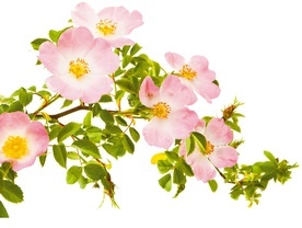 Kwitnące róże – jak wykorzystać płatki i owoce róż w kuchni i pielęgnacji?