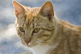 Prof. Pyrć: W badaniach nie wykazaliśmy, że koty zakażają się wirusem H5N1 z polskiego drobiu