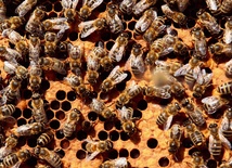 Rojno... jak w ulu. Latem w silnych rodzinach  jest nawet do 80 tys. pszczół.
3.07.2023, Kamianna