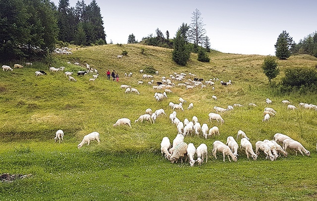 Uroku dodają wypasające się na halach owce. Są ich tu tysiące.