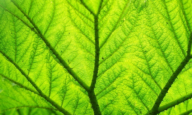 Franciszek zapowiada datę publikacji drugiej części encykliki "Laudato Si'". „Piszę drugą część, aby zaktualizować bieżące kwestie” 