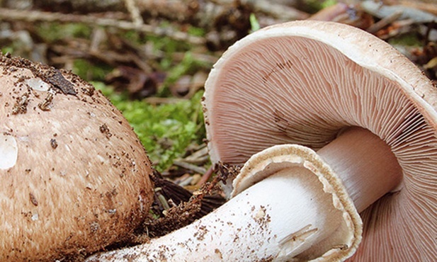 Muchomor biały jadowity bywa mylony z pieczarką (poniżej). Oba grzyby mają bulwy i pierścienie. Mylone są najczęściej młode osobniki, kiedy i u pieczarek, i u muchomorów tzw. blaszki wybarwione są na biało. Pieczarki mają blaszki najpierw różowe, później brązowe. Muchomor biały lubi towarzystwo świerka, ale rośnie też w lasach mieszanych. Charakterystyczny dla muchomorów jest pełny trzon.