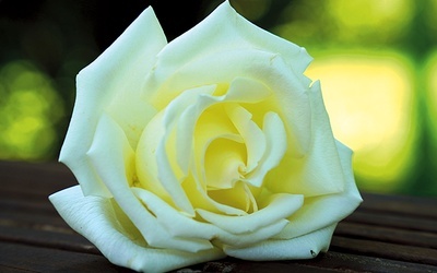 Róża „Jan Paweł II” znalazła się pod pieczą Parafialnego Zespołu Caritas. 