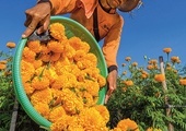 Farmerzy toną w morzu kwiatów. Trwa zbiór nagietków. 15.09.2023 Tojan Village,  Bali, Indonezja