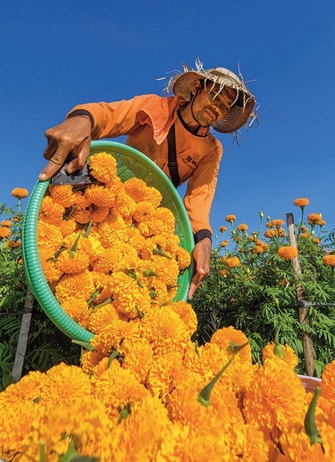 Farmerzy toną w morzu kwiatów. Trwa zbiór nagietków. 15.09.2023 Tojan Village,  Bali, Indonezja