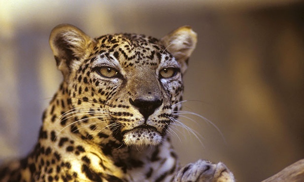 Niedawno na skalistych wzgórzach pustyni Negew  zaobserwowano leopardy arabskie