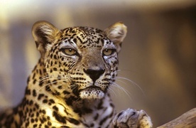 Niedawno na skalistych wzgórzach pustyni Negew  zaobserwowano leopardy arabskie