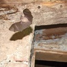 Podkowiec mały to niezwykły nietoperz, który zamieszkuje południowe rejony Polski, 