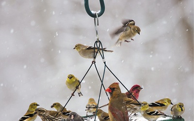 Gdy głód zagląda w oczy. Jak dokarmiać ptaki w zimie?