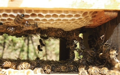 Dzieło pszczół – miód zwany jest płynnym złotem.