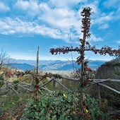 Tak „owocują” krzyże  w jednym z najstarszych sanktuariów maryjnych Europy. 29.11.2023 Mentorella, Włochy 