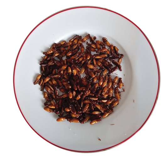 Przysmak z termitów insua.