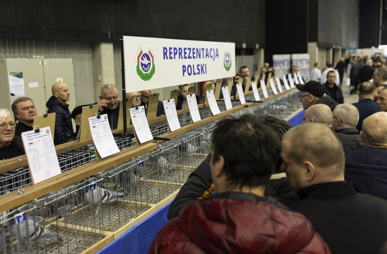 EXPOGołębie 2024