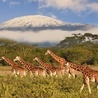 Kilimandżaro, najwyższa góra Afryki, przyciąga jak magnes. Każdego roku ośnieżony szczyt zdobywa kilkanaście tysięcy osób