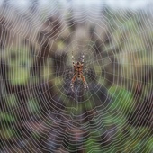 Pajęcze sieci gromadzą DNA wielu zwierząt