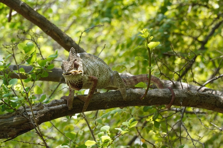 Madagaskar 