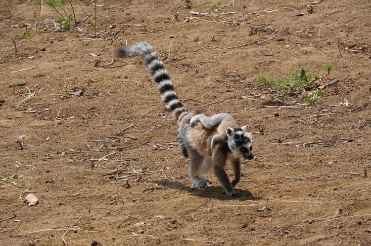 Madagaskar 