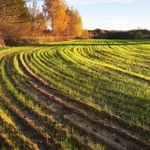 Porządek w środku chaosu