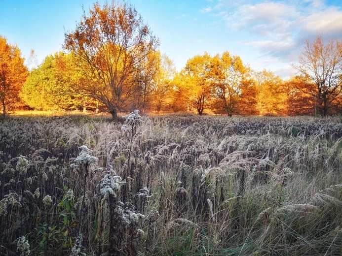 Porządek w środku chaosu