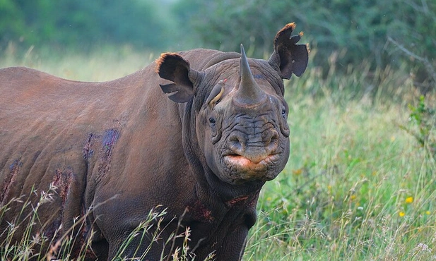 Kenia odbudowuje populację nosorożca czarnego