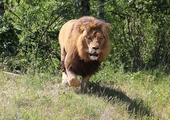 Opiekun z uniwersyteckiego zoo zabity przez lwa
