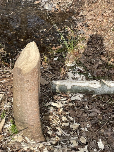 Droga niecodzienności