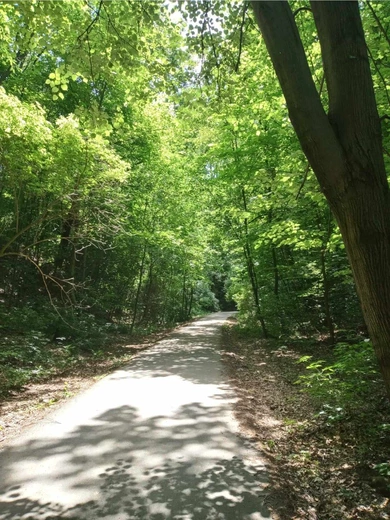 Marzenia w głębi lasu