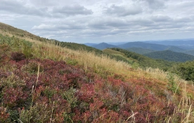 Słońce, chmury, wiart. Drzewa, trawy i jagody