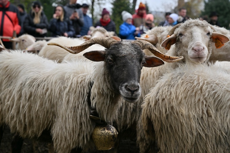 Święto Bacowskie w Ludźmierzu 