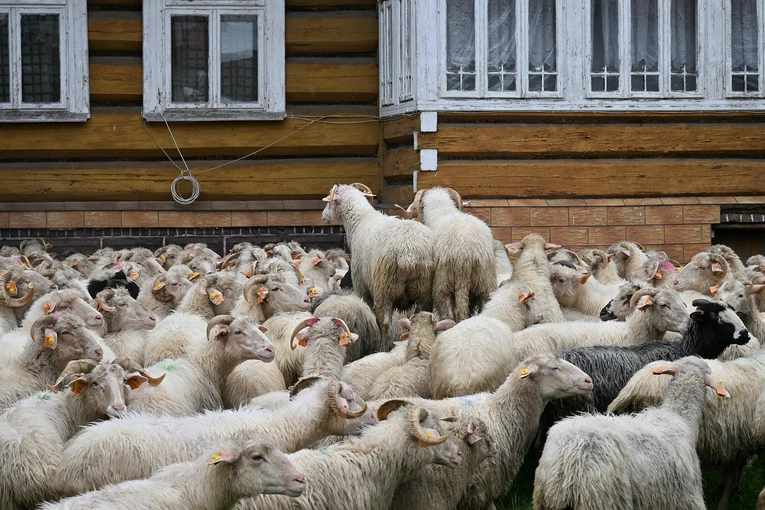 Święto Bacowskie w Ludźmierzu 