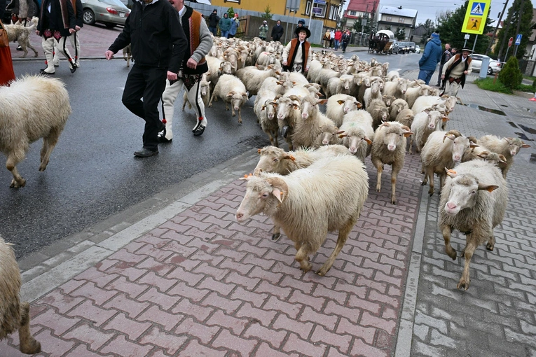 Święto Bacowskie w Ludźmierzu 