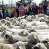 Tradycyjne obrzędy pasterskie będzie można zobaczyć przy rychwałdzkim sanktuarium.