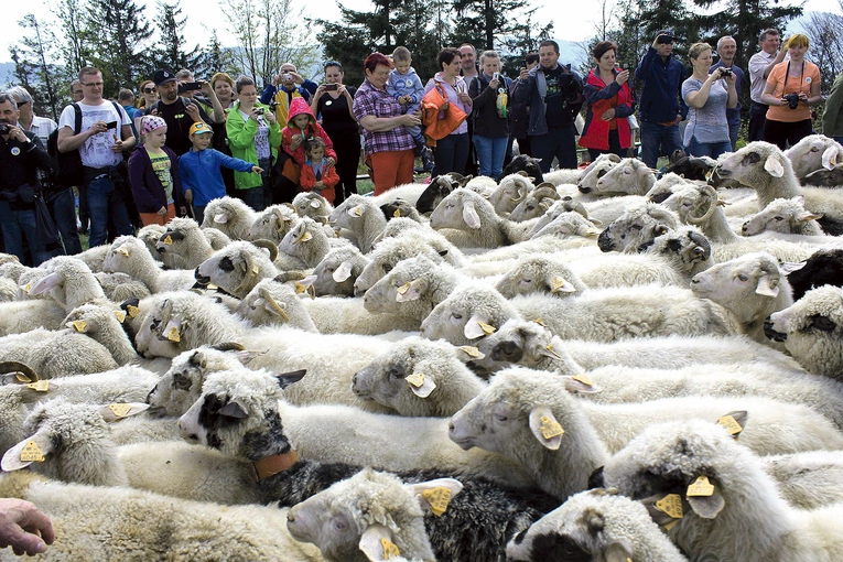 Tradycyjne obrzędy pasterskie będzie można zobaczyć przy rychwałdzkim sanktuarium.