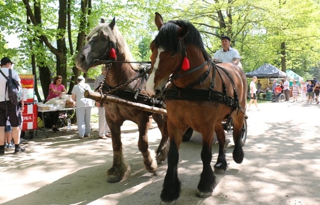 Wydarzenie plenerowe "Koń w tradycji polskiej" w skansenie