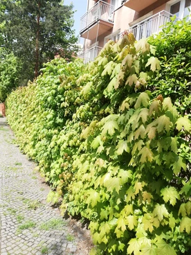 Spotkania z przyrodą: Samosiejki
