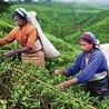 Zbiór liości herbaty w pobliżu Nuwara Eliya na Sri Lance (Cejlon).