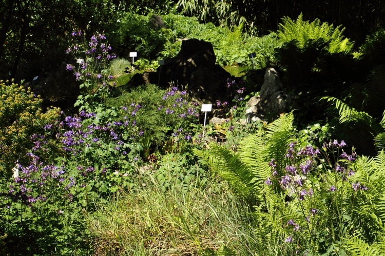 Z wizytą w Ogrodzie Botanicznym UJ