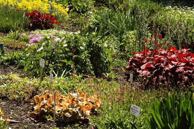 Z wizytą w Ogrodzie Botanicznym UJ