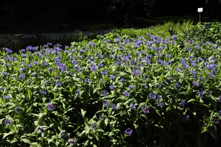 Z wizytą w Ogrodzie Botanicznym UJ
