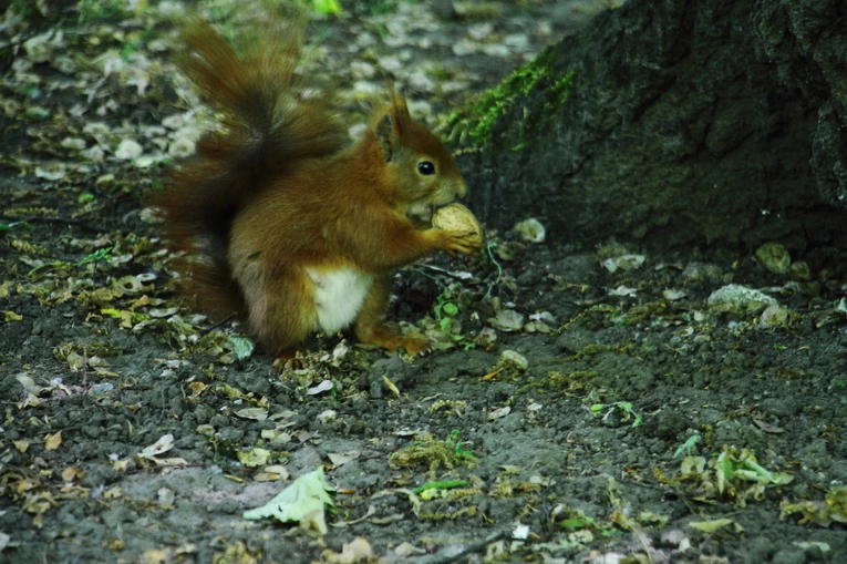Z wizytą w Ogrodzie Botanicznym UJ