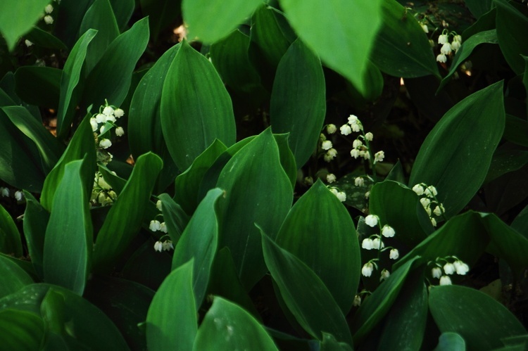 Z wizytą w Ogrodzie Botanicznym UJ