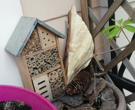 Spotkania z przyrodą: Pszczoły murarki