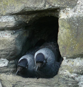 Kawki w gnieździe