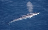 Wieloryby coraz częściej widziane w sąsiedztwie plaż