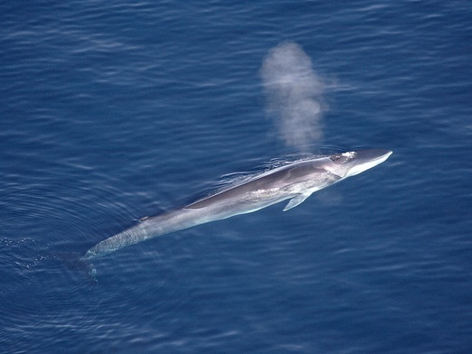 Wieloryby coraz częściej widziane w sąsiedztwie plaż