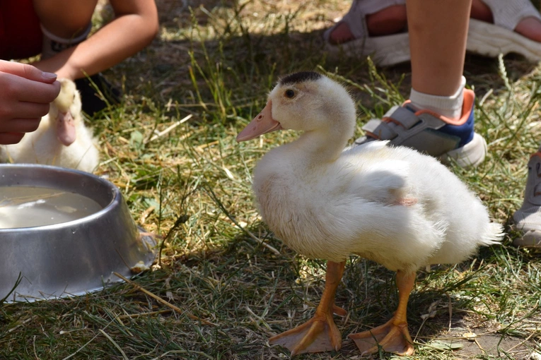Zagroda Powroty na Rodzinnym Pikniku Misyjnym
