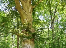 Spotkania z przyrodą: Galeria pod chmurką
