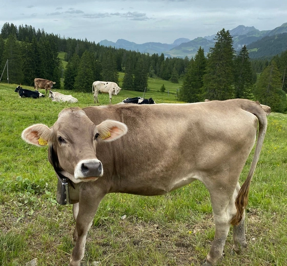 Madonna wśród gór i jezior