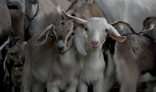 Kozy anglonubijskie! Najlepszy ser!